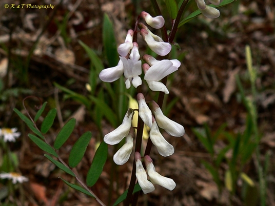 {Vicia caroliniana}